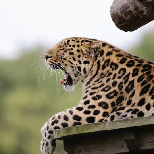 Leopard